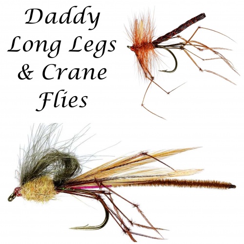 Daddy Long Legs & Crane Flies
